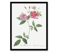 Artery8 Hudson Rosehip Botanical Redoute Vintage Framed Wall Art Print in White | Size: A4 Artery8 White A4
