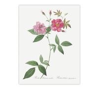 Artery8 Hudson Rosehip Botanical Redoute Vintage Wall Art Print Poster in White | Size: W12" x H16" Artery8 White W12" x H16"