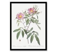 Artery8 Hudson Swamp Rose Flowers Framed Wall Art Print A4 Artwork By Redoute : Wild Bloom Plate Offering Colour And Texture For Bright Country Living Rooms