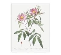 Artery8 Hudson Swamp Rose Flowers Unframed Wall Art Print Poster 12X16 Artwork By Redoute : Wild Bloom Plate Offering Colour And Texture For Bright Country Living Rooms