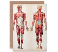 Artery8 Human Body Anatomy Muscles Greetings Card in Grey Artery8 Grey