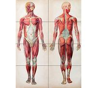 Artery8 Human Body Anatomy Muscles XL Giant Panel Poster (8 Sections)