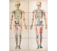 Artery8 Human Body Anatomy Skeleton Muscles XL Giant Panel Poster (8 Sections)