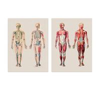 Artery8 Human Body Muscle Bone Skeletal Diagrams Set Of 2 Unframed Wall Art Prints Living Room Study Aesthetic Scientific Medical A4