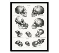 Artery8 Human Monkey and Ape Skulls Framed Wall Art Print A4 Artwork By Schinz de Visser : Scientific Skull Illustration Suited For Study Or Classroom Combining Anatomy Art And Curiosity