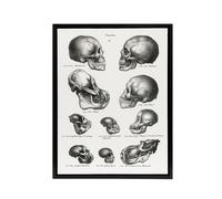 Artery8 Human Monkey & Ape Skulls Visser Black Framed Canvas Wall Art in White | Size: W18" x H24" Artery8 White W18" x H24"