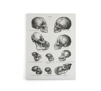 Artery8 Human Monkey & Ape Skulls Visser Vintage Canvas Wall Art in White | Size: W12" x H16" Artery8 White W12" x H16"