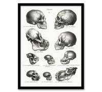 Artery8 Human Monkey & Ape Skulls Visser Vintage Framed Wall Art Print in White | Size: A4 Artery8 White A4