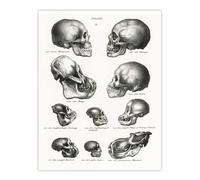 Artery8 Human Monkey & Ape Skulls Visser Vintage Wall Art Print Poster in White | Size: W18" x H24" Artery8 White W18" x H24"