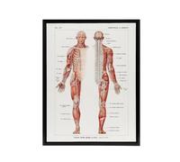 Artery8 Human Nervous System Boissiere Vintage Black Framed Canvas Wall Art in White | Size: W12" x H16" Artery8 White W12" x H16"