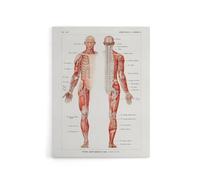 Artery8 Human Nervous System Boissiere Vintage Canvas Wall Art in White | Size: W12" x H16" Artery8 White W12" x H16"
