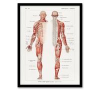 Artery8 Human Nervous System Boissiere Vintage Framed Wall Art Print in White | Size: A4 Artery8 White A4
