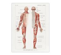 Artery8 Human Nervous System Boissiere Vintage Wall Art Print Poster in White | Size: W12" x H16" Artery8 White W12" x H16"