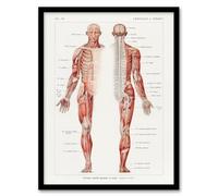 Artery8 Human Nervous System Framed Wall Art Print A4 Artwork By Boissiere : Scientific Anatomy Artwork Suited For Office Study Or Classroom With Educational Vintage Style