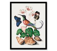 Artery8 Hummingbird Cyclamen Butterflies Seashells Bolton Framed Wall Art Print 12X16"