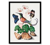 Artery8 Hummingbird Cyclamen Butterflies Seashells Bolton Framed Wall Art | Size: A3 Artery8 Multicolor A3