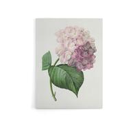 Artery8 Hydrangea Botanical Illustration Canvas Wall Art Print 18X24 Artwork By Redoute : Leafy Cluster Artwork Enhancing Calm Spaces With Quiet Botanical Refinement