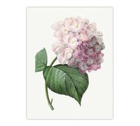 Artery8 Hydrangea Botanical Illustration XL Extra Large Wall Art Poster Print 24X32 Artwork By Redoute : Leafy Cluster Artwork Enhancing Calm Spaces With Quiet Botanical Refinement