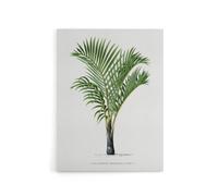 Artery8 Hyophorbe Verschaffelti Palm Tree Kerchove Canvas Wall Art Print in White | Size: W12" x H16" Artery8 White W12" x H16"