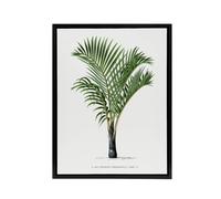 Artery8 Hyophorbe Verschaffelti Palm Tree Kerchove Framed Canvas Wall Art in White | Size: W24" x H32" Artery8 White W24" x H32"