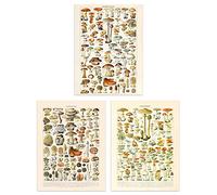 Artery8 Iconic Illustrations Of Mushrooms Vintage Millot Set Of 3 Unframed Wall Art Prints Kitchen Aesthetic Fungus Champignon A4