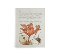 Artery8 Insects Orange Lily & Apple Calligraphy Canvas Wall Art Print in White | Size: W18" x H24" Artery8 White W18" x H24"