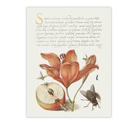 Artery8 Insects Orange Lily & Apple Calligraphy Wall Art Poster Print in White | Size: W12" x H16" Artery8 White W12" x H16"