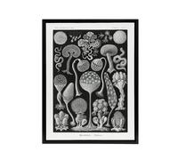 Artery8 Intricate Slime Molds Haeckel Botanical Black Framed Canvas Wall Art | Size: W12" x H16" Artery8 Black W12" x H16"