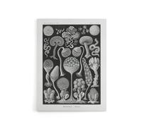 Artery8 Intricate Slime Molds Haeckel Botanical Canvas Wall Art in Black | Size: W24" x H32" Artery8 Black W24" x H32"