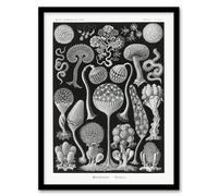 Artery8 Intricate Slime Molds Haeckel Botanical Framed Wall Art Print in Black | Size: A4 Artery8 Black A4