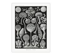 Artery8 Intricate Slime Molds Haeckel Botanical Wall Art Poster Print 12X16"