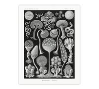 Artery8 Intricate Slime Molds Haeckel Botanical Wall Art Print Poster in Black | Size: W12" x H16" Artery8 Black W12" x H16"