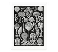Artery8 Intricate Slime Molds XL Extra Large Wall Art Poster Print 24X32 Artwork By Haeckel : Intricate Slime Mold Artwork Perfect For Study Or Hallway Adding Curiosity Colour And Natural Wonder