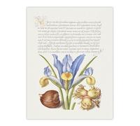 Artery8 Iris Flower and Hazelnut By Model Book of Calligraphy Extra Large XL Wall Art Print 24X32 : Heritage palm species design reflecting natural beauty ideal for art lover’s living space