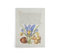 Artery8 Iris Flower & Hazelnut Calligraphy Canvas Wall Art Print in White | Size: W18" x H24" Artery8 White W18" x H24"