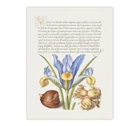 Artery8 Iris Flower & Hazelnut Calligraphy Wall Art Poster Print in White | Size: W24" x H32" Artery8 White W24" x H32"
