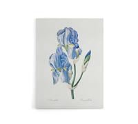 Artery8 Iris Pallida Botanical Redoute Vintage Canvas Wall Art in White | Size: W24" x H32" Artery8 White W24" x H32"