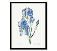 Artery8 Iris Pallida Botanical Redoute Vintage Framed Wall Art Print in White | Size: W12" x H16" Artery8 White W12" x H16"