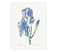 Artery8 Iris Pallida Botanical Redoute Vintage Wall Art Print Poster in White | Size: W18" x H24" Artery8 White W18" x H24"