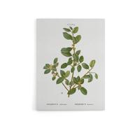 Artery8 Italian Buckthorn Botanical Redoute Vintage Canvas Wall Art in White | Size: W12" x H16" Artery8 White W12" x H16"
