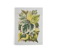 Artery8 Ivy Leaf Variations Vintage Botanical Hibberd Canvas Wall Art in Green | Size: W12" x H16" Artery8 Green W12" x H16"