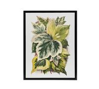 Artery8 Ivy Leaf Variations Vintage Botanical Hibberd Framed Canvas Wall Art in Green | Size: W18" x H24" Artery8 Green W18" x H24"