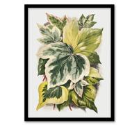 Artery8 Ivy Leaf Variations Vintage Botanical Hibberd Framed Wall Art Print in Green | Size: A4 Artery8 Green A4