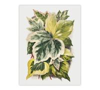 Artery8 Ivy Leaf Variations Vintage Botanical Hibberd Wall Art Poster Print in Green | Size: W18" x H24" Artery8 Green W18" x H24"