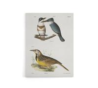 Artery8 James De Kay Belted Kingfisher & Meadow Lark Canvas Wall Art Print in White | Size: W24" x H32" Artery8 White W24" x H32"