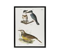 Artery8 James De Kay Belted Kingfisher & Meadow Lark Framed Canvas Art Print in White | Size: W24" x H32" Artery8 White W24" x H32"