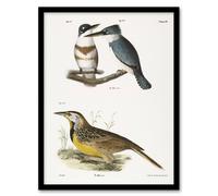 Artery8 James De Kay Belted Kingfisher & Meadow Lark Framed Wall Art Print in White | Size: A4 Artery8 White A4