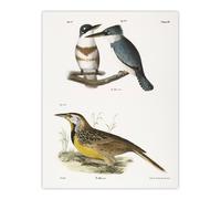 Artery8 James De Kay Belted Kingfisher & Meadow Lark Wall Art Print in White | Size: W12" x H16" Artery8 White W12" x H16"