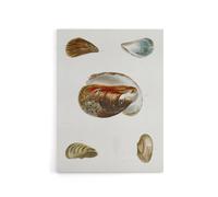 Artery8 James De Kay Different Types of Mussel Seashells Canvas Wall Art Print in White | Size: W18" x H24" Artery8 White W18" x H24"