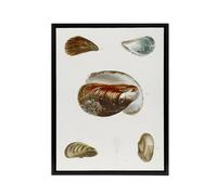 Artery8 James De Kay Different Types of Mussel Seashells Framed Canvas Art in White | Size: W12" x H16" Artery8 White W12" x H16"